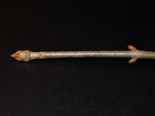 {Aesculus pavia}
